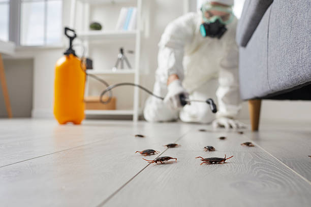 Affordable Termite Control solutions in Barview, OR
